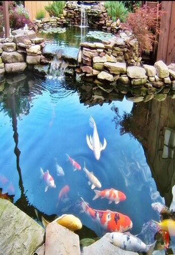 kolam koi